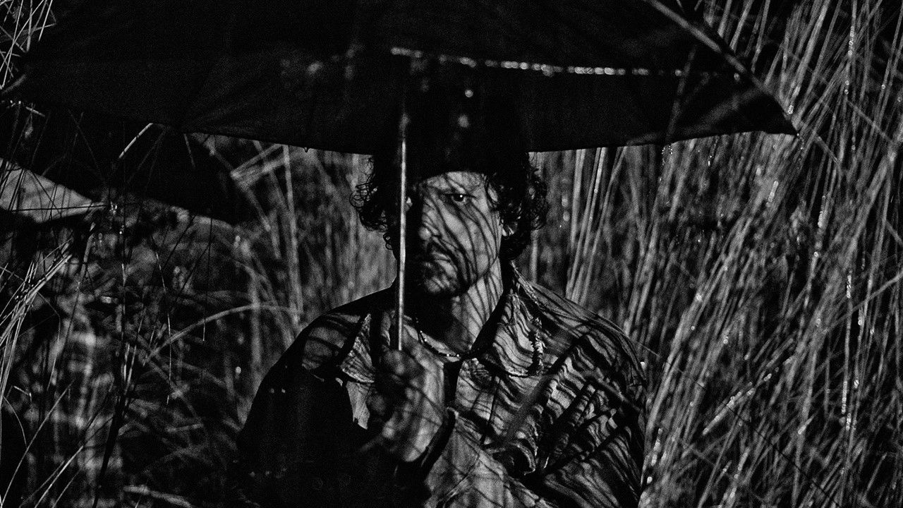 Cat Sticks Background