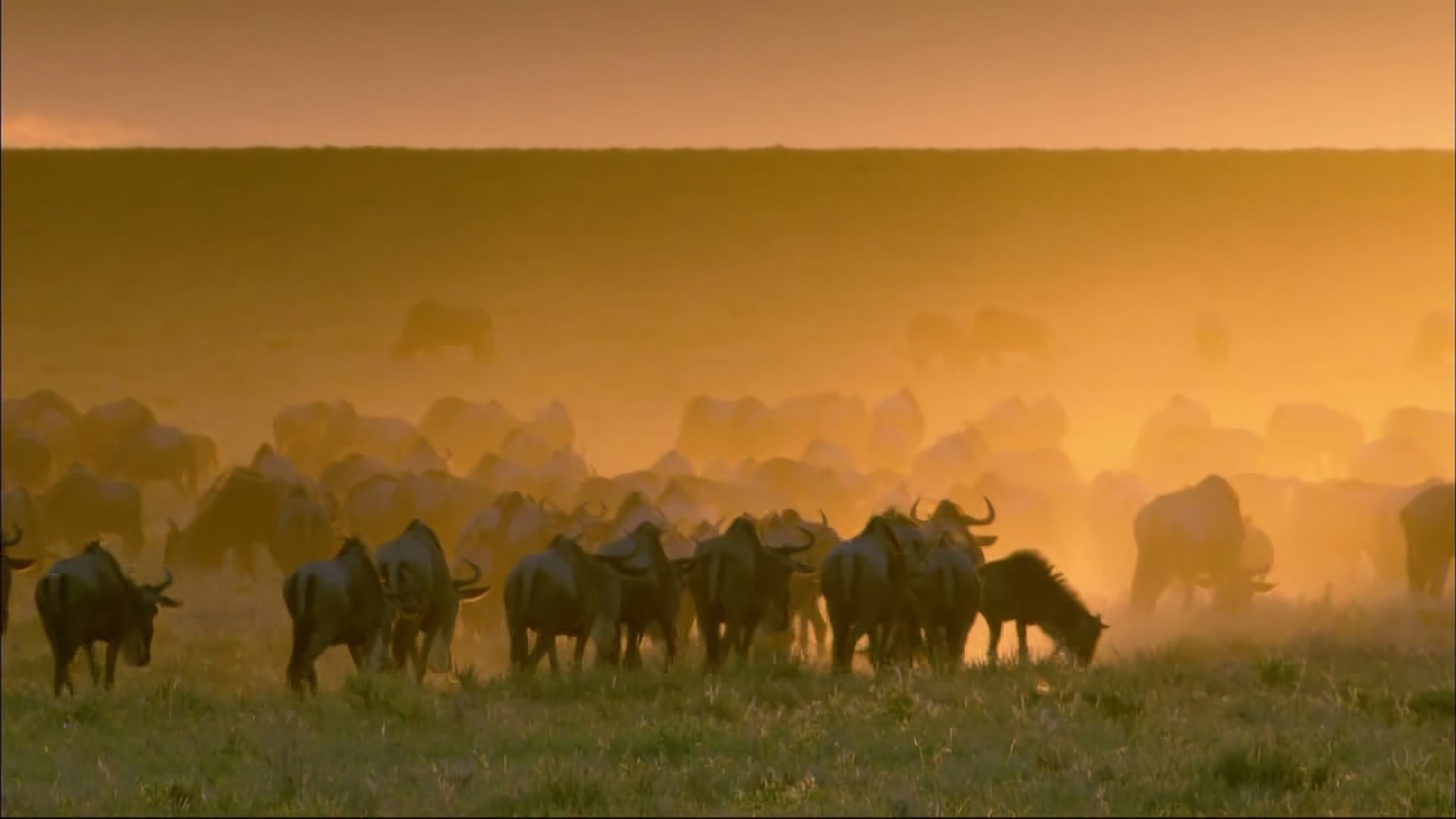 Wildlife Specials Background