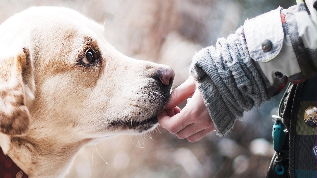 今生，请多指教 Background