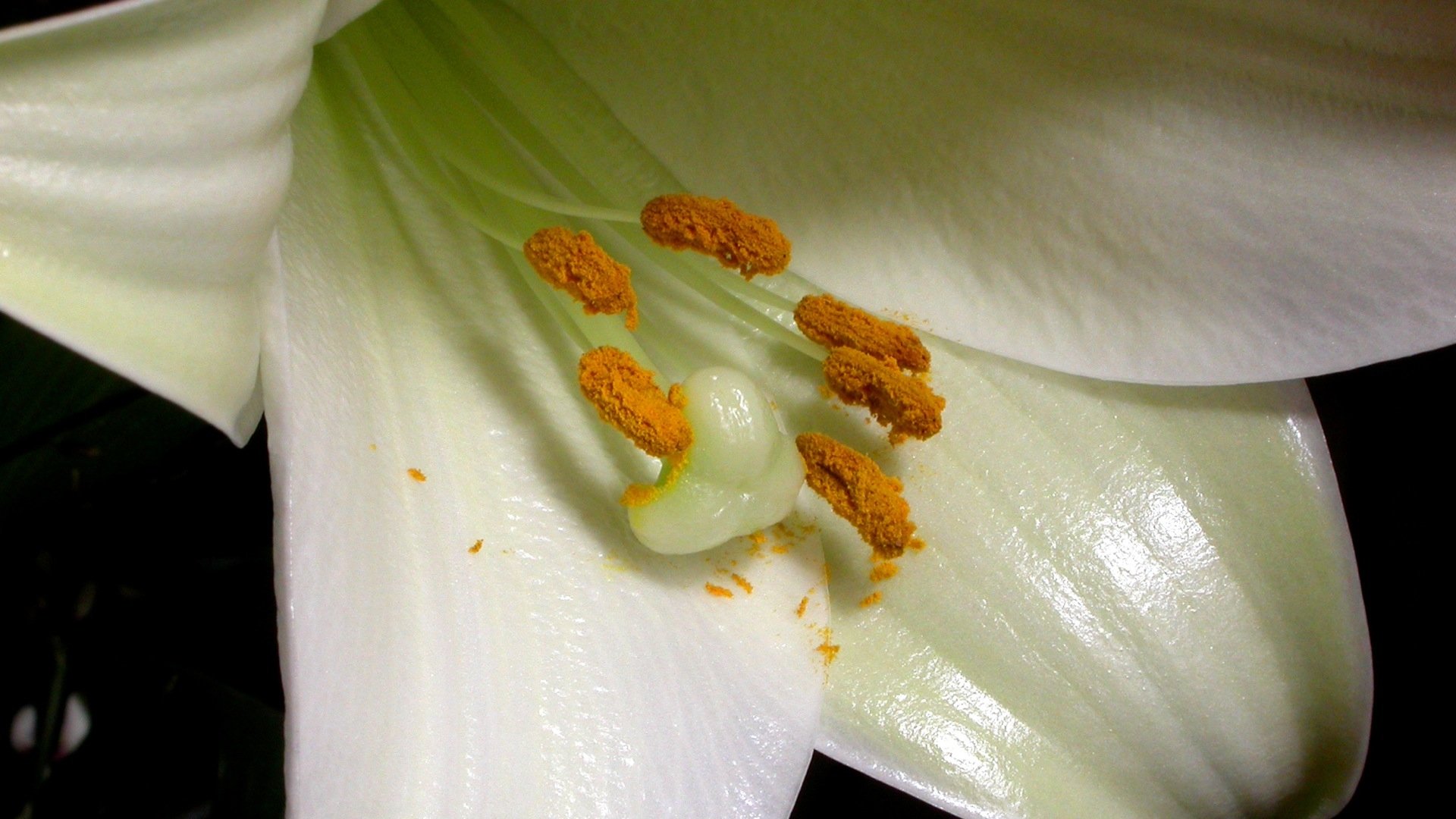 The Private Life of Plants Background