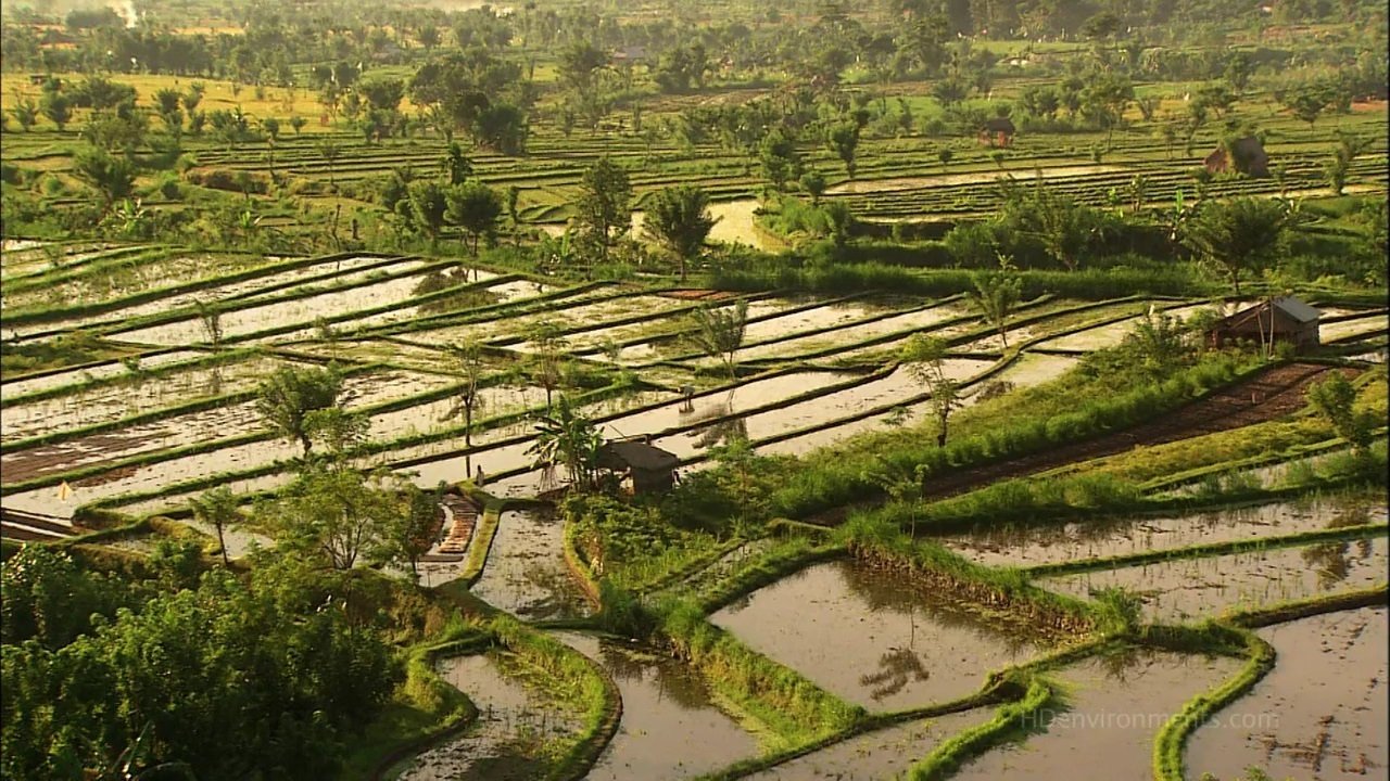 Living Landscapes: Bali Background