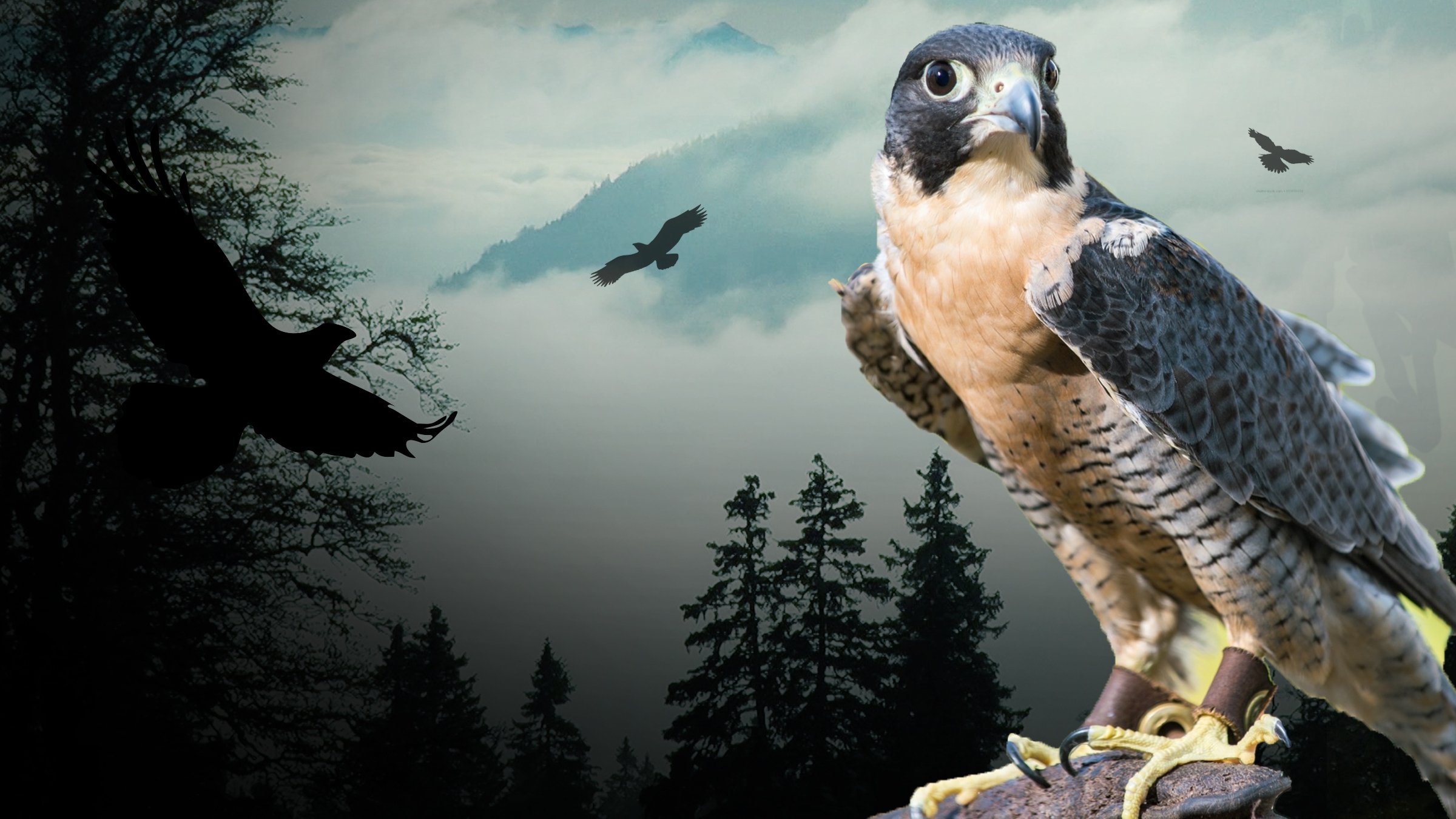 Peregrine Falcon: Lord of the Skies Background
