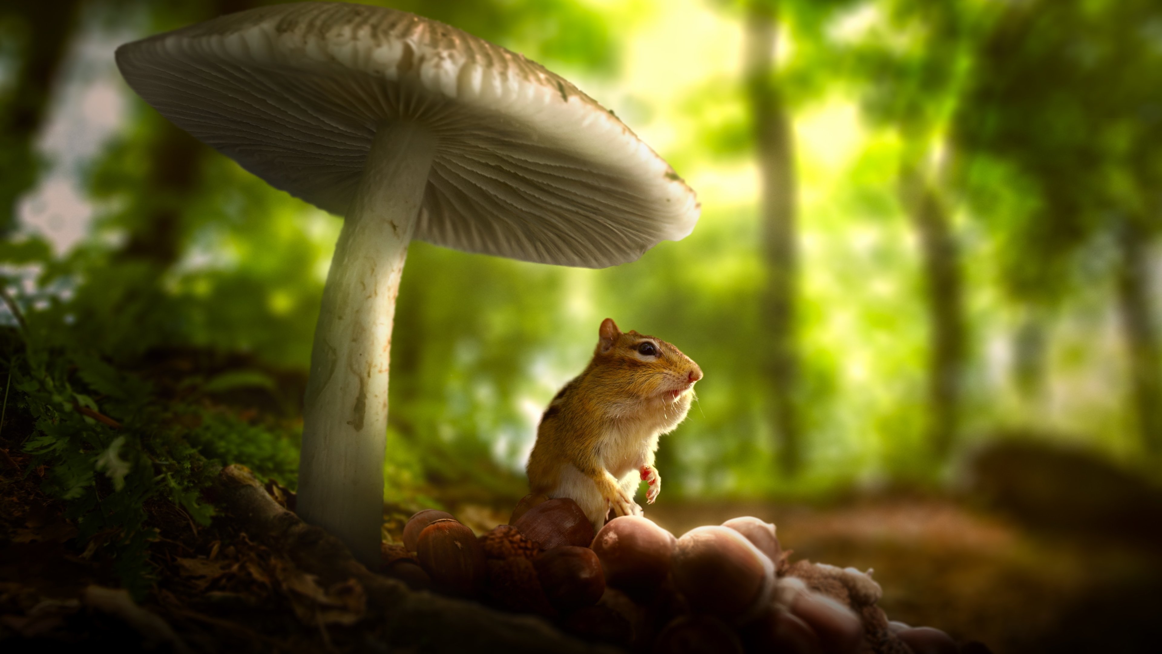 Tiny World Background