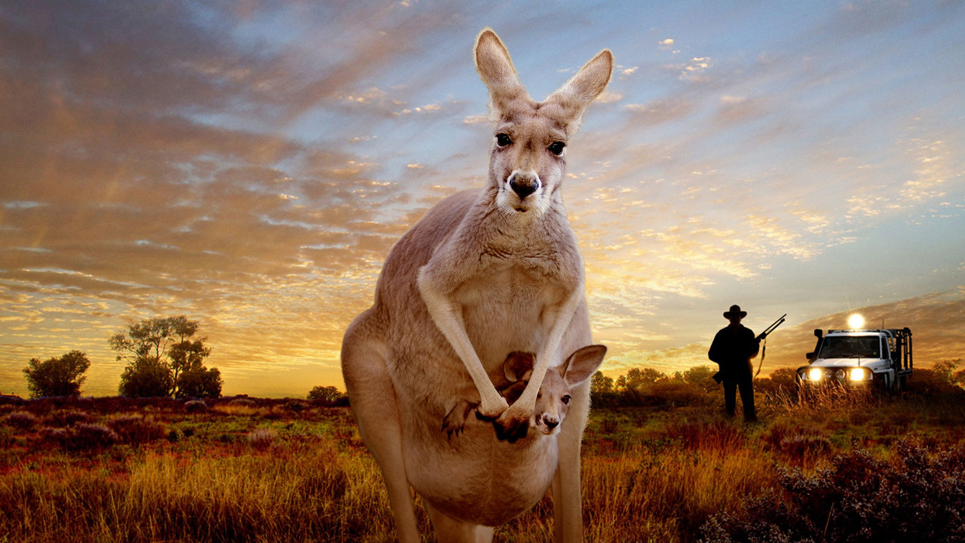 Kangaroo: A Love-Hate Story Background