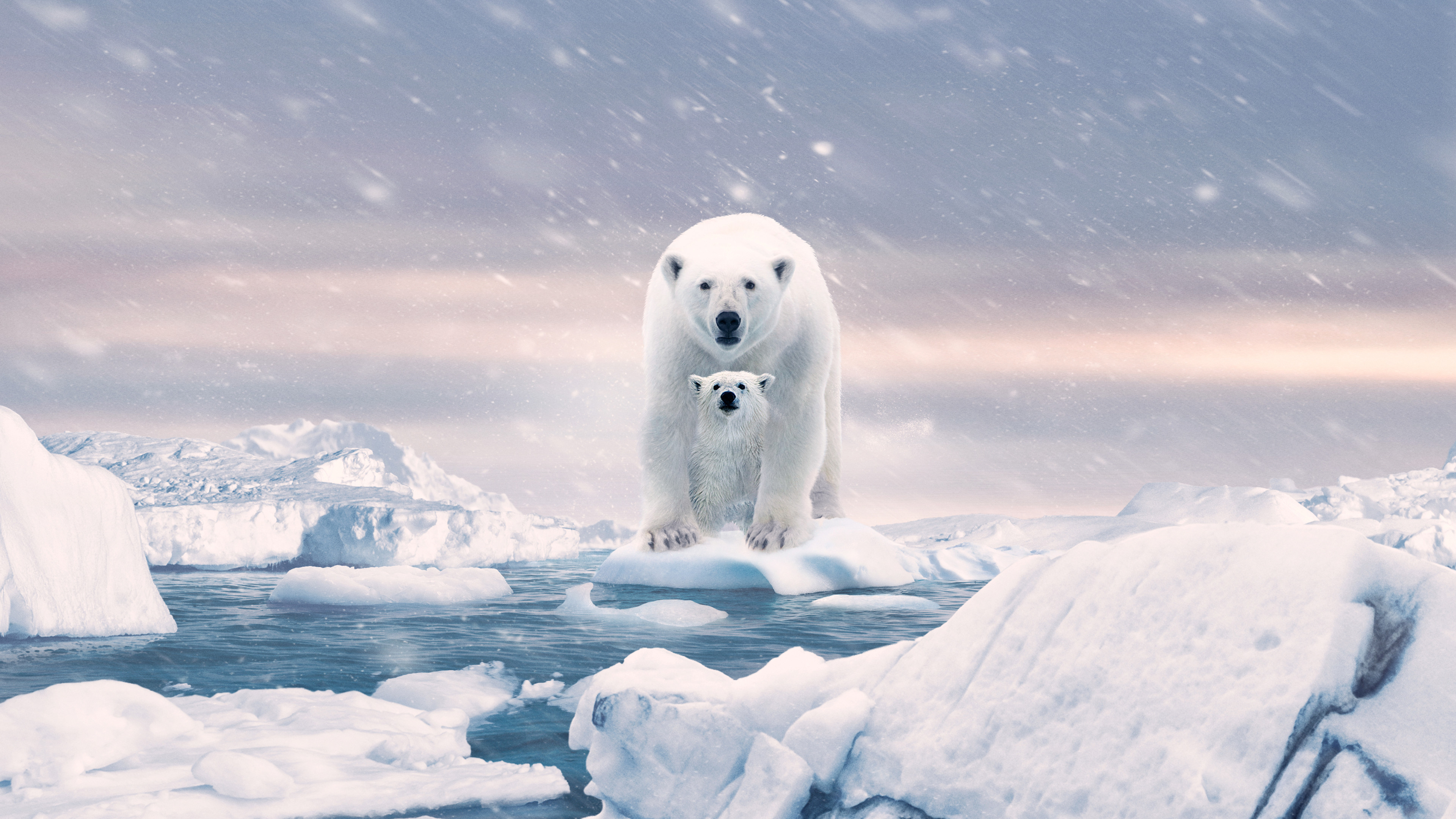 Polar Bear Background
