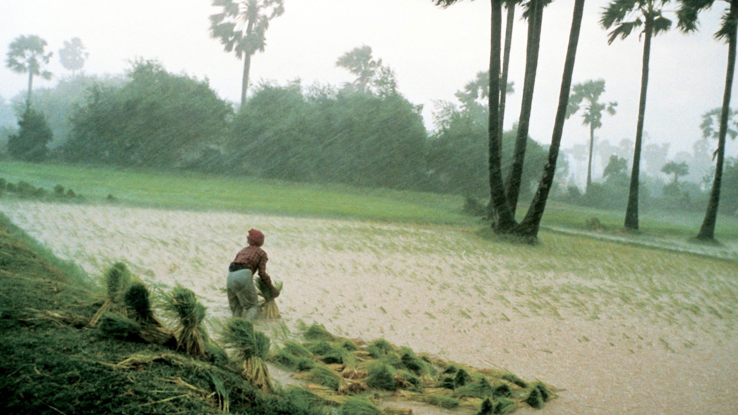 Rice People Background