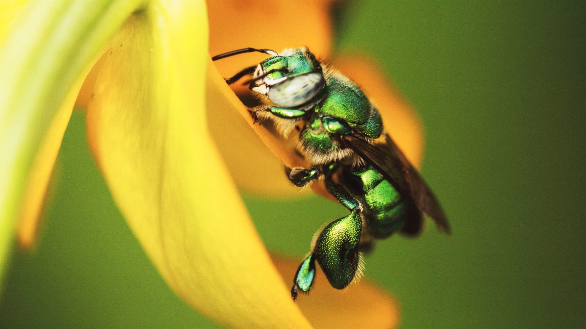 Mexico: Earth's Festival of Life Background