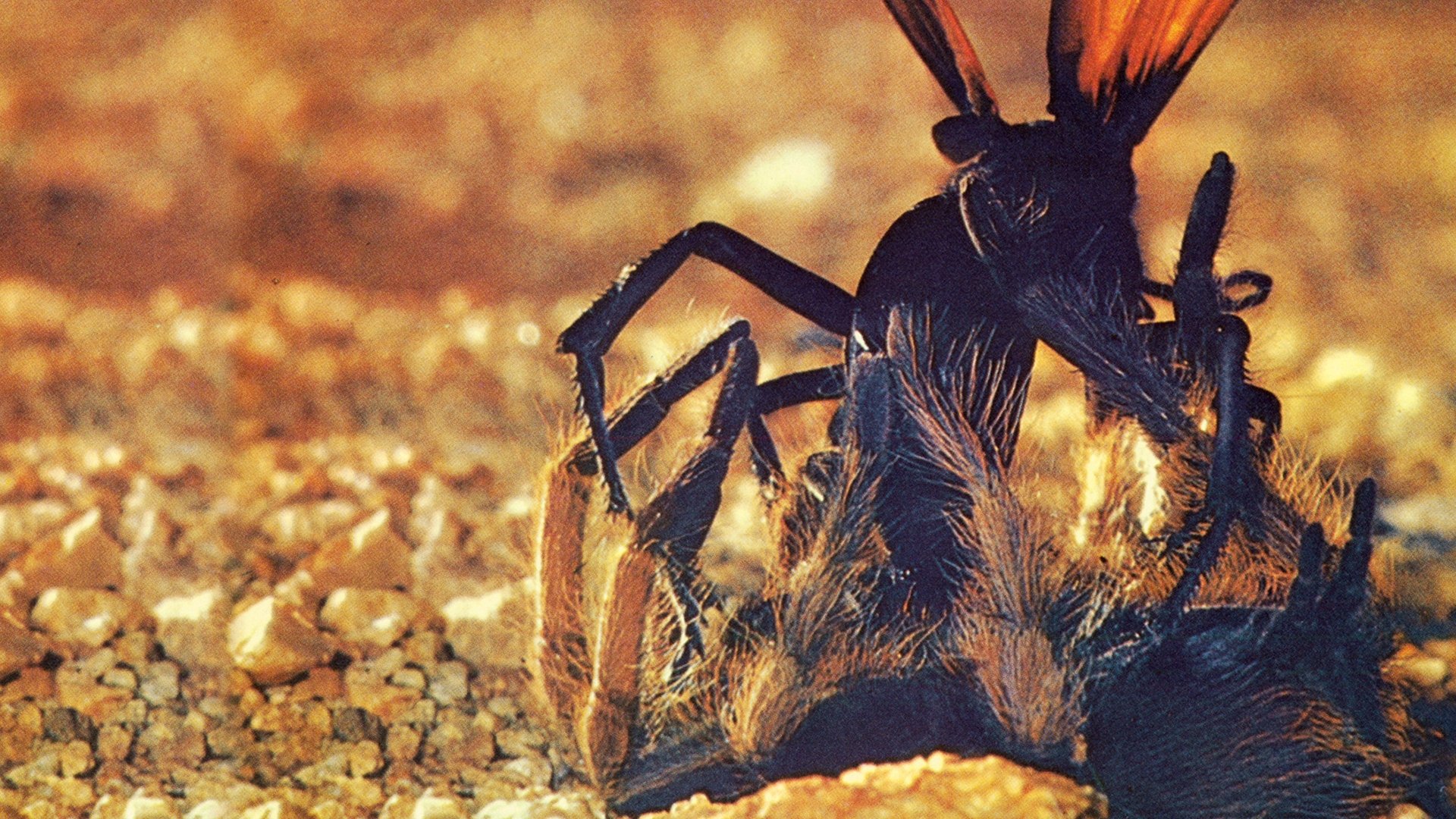 The Living Desert Background