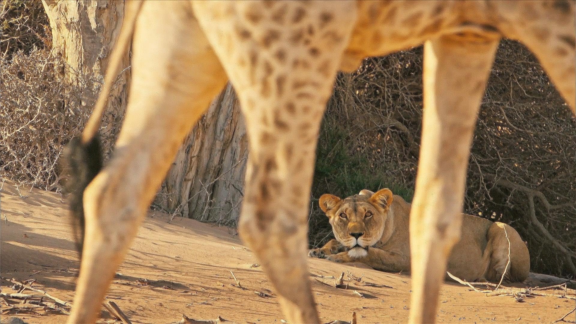 Lions of the Skeleton Coast Background