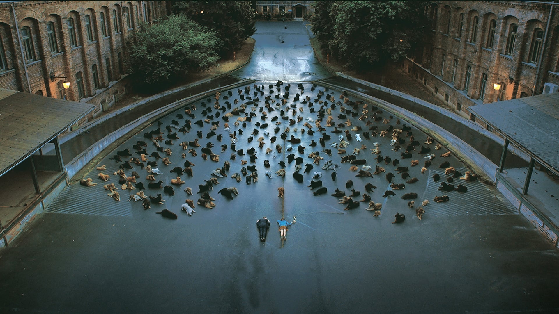 White God Background