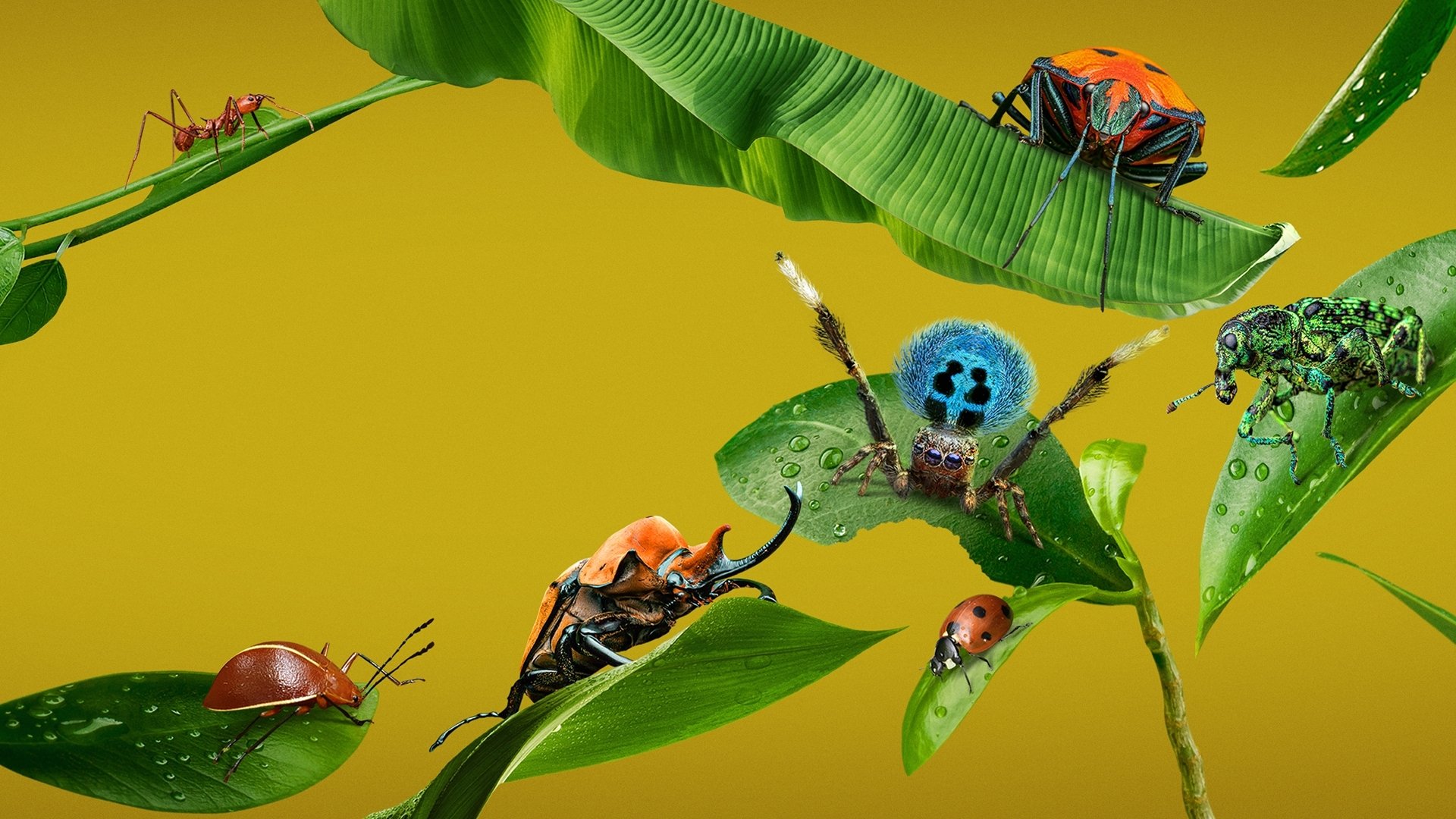 A Real Bug's Life Background