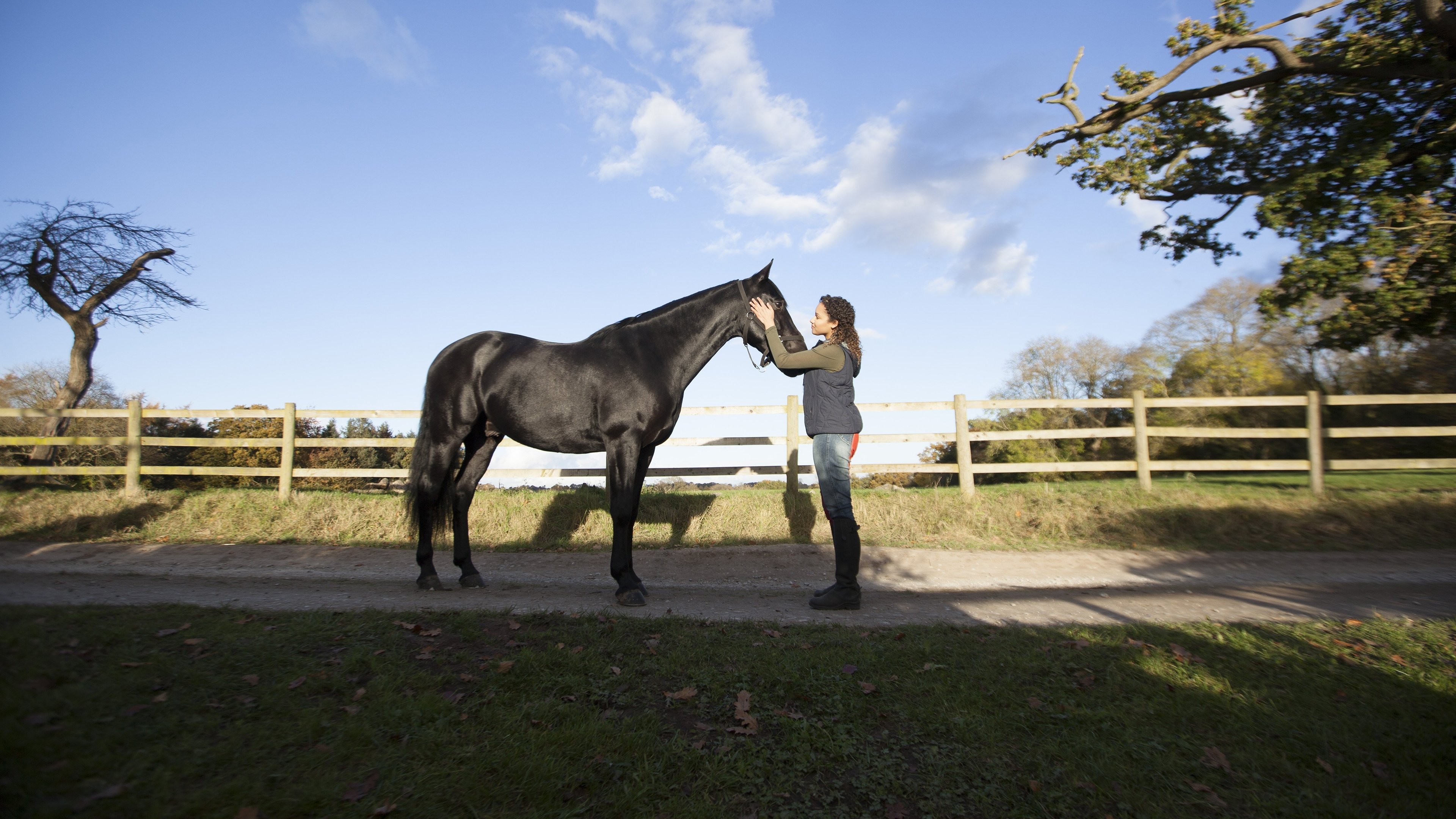 Free Rein Background