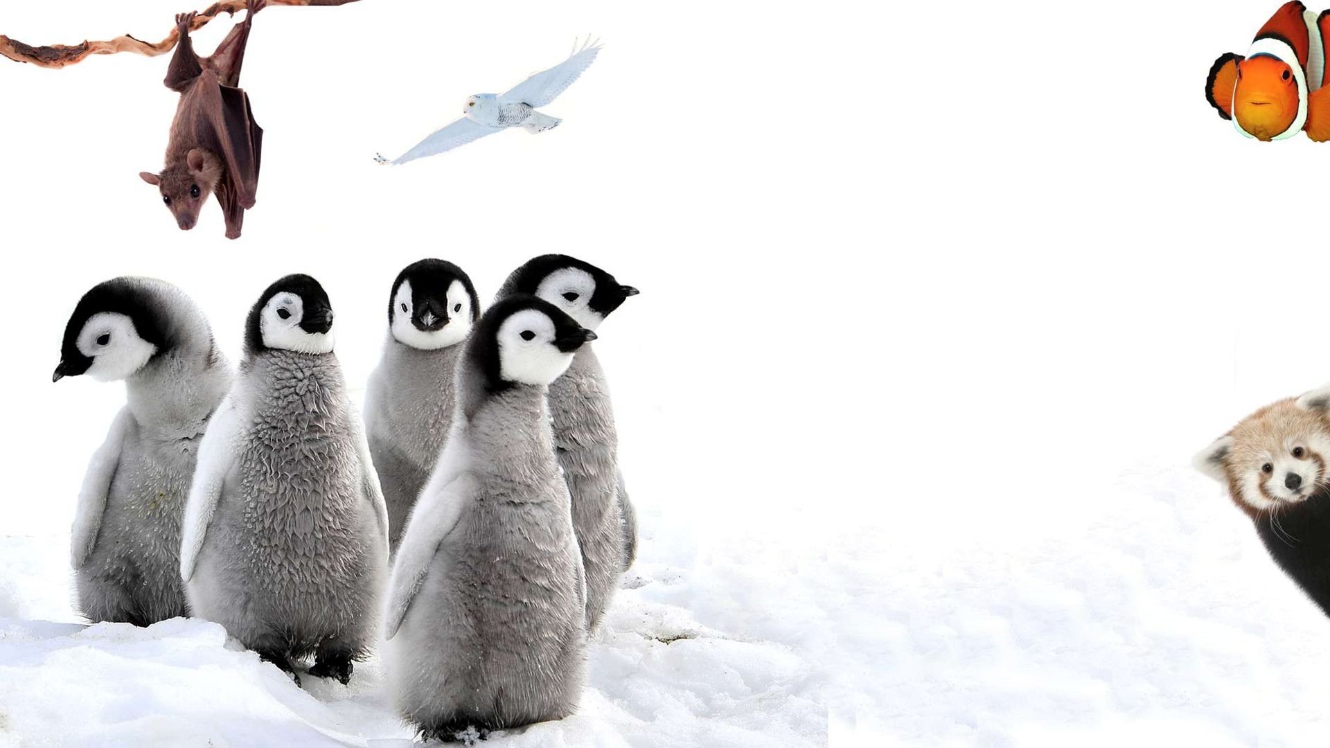 72 Cutest Animals Background