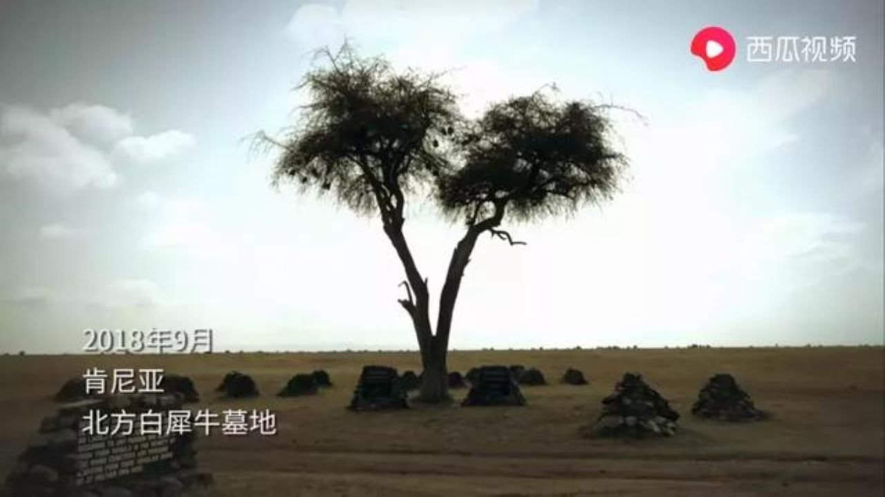 侣行·翻滚吧非洲 Background