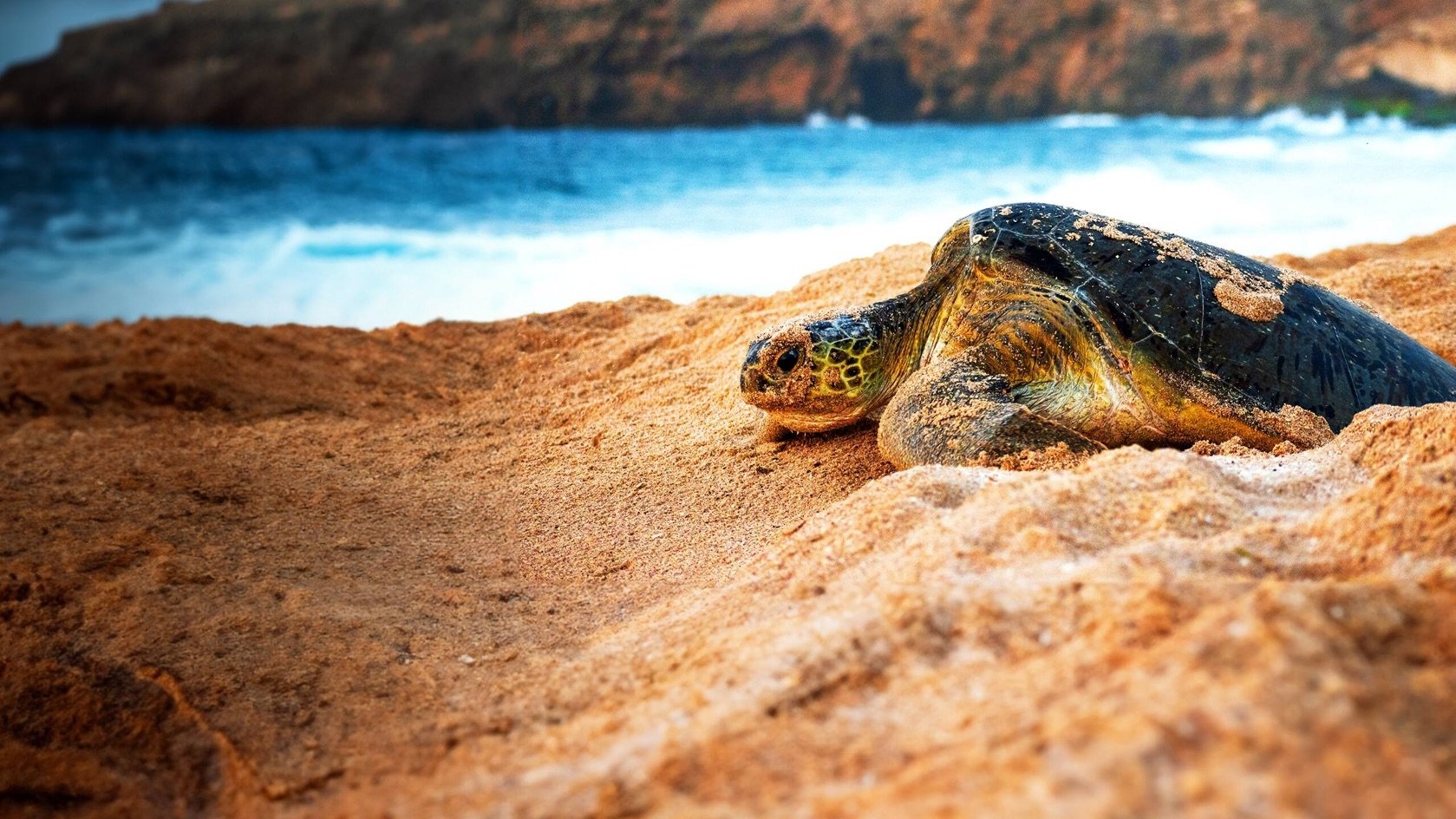 Wild Oman: Wonder of Arabia Background