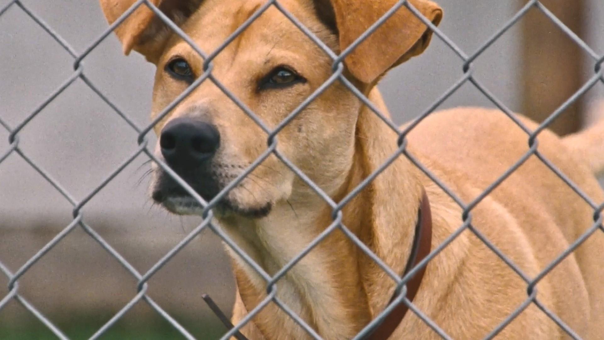 Wendy and Lucy Background