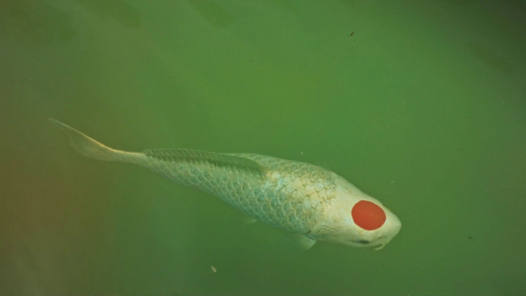 Allmen und das Geheimnis des Koi Background