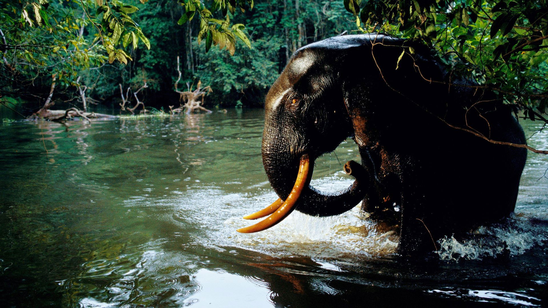 Life in the Great Wetlands Background