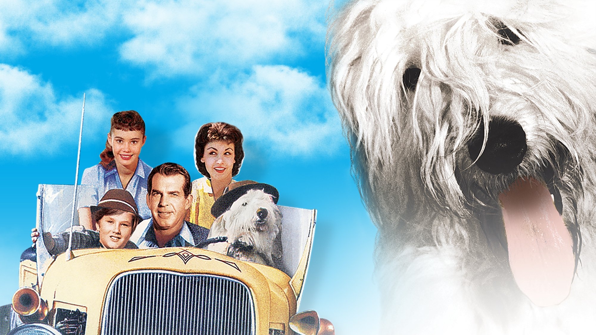 The Shaggy Dog Background