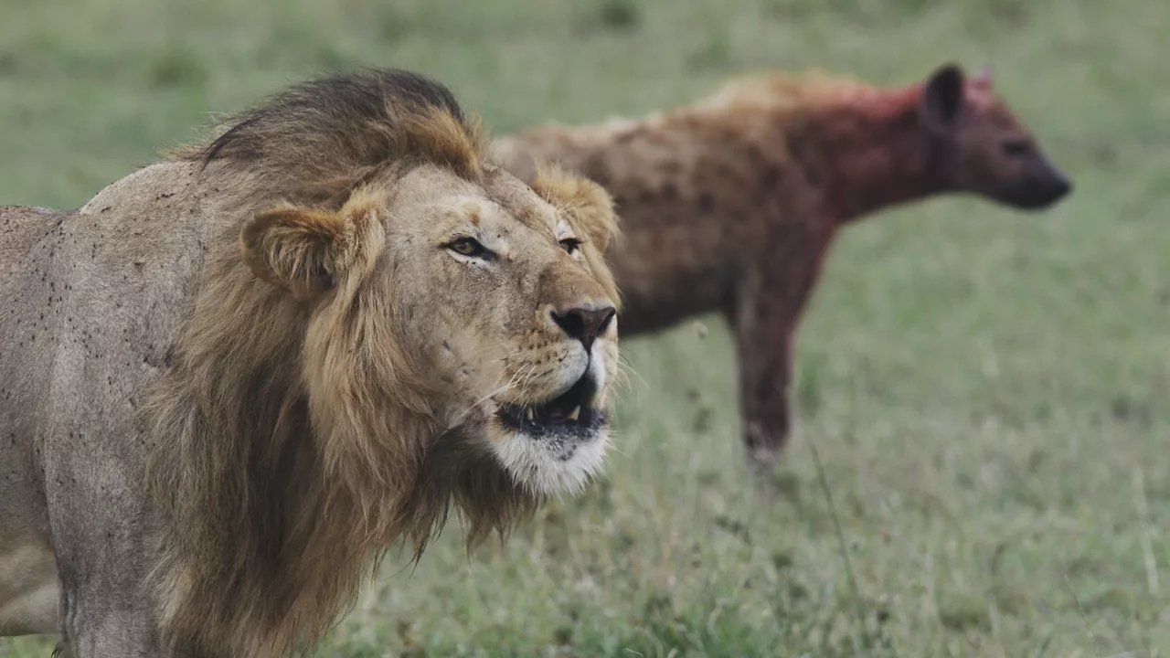 Lions and Hyenas: Owners of Death, Guardians of Life Background