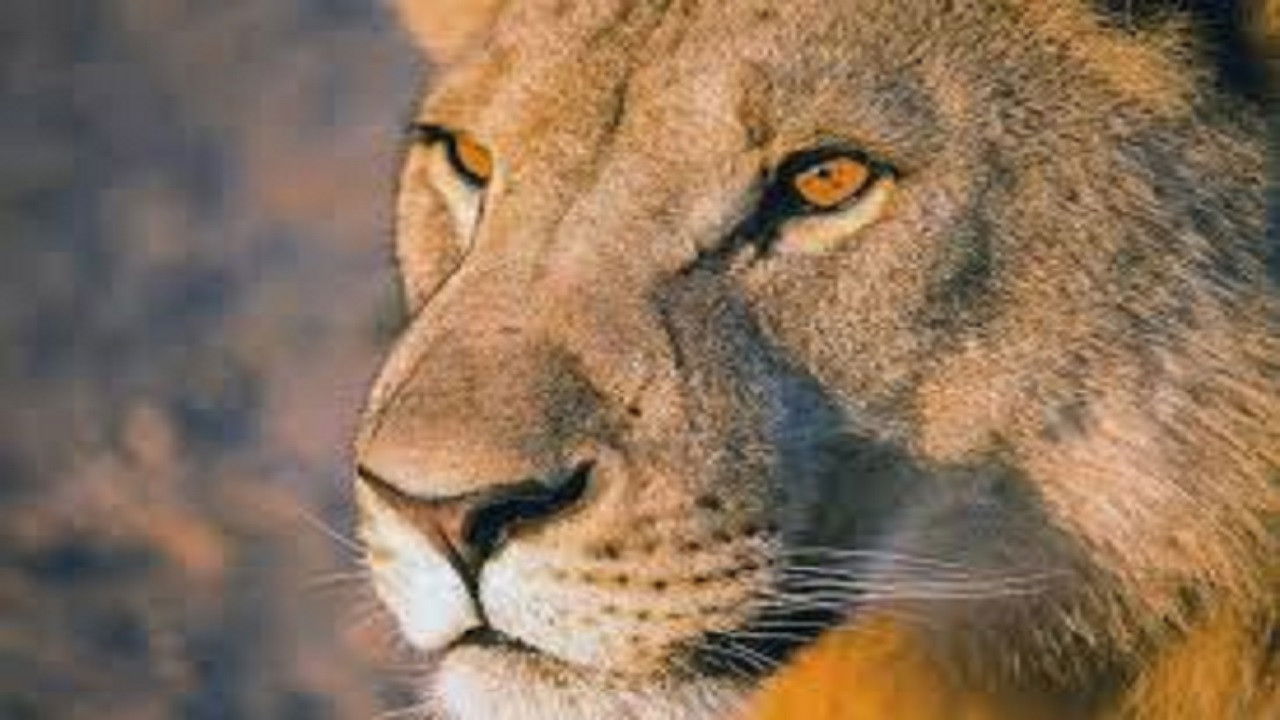 Vanishing Kings: Desert Lions of Namib Background