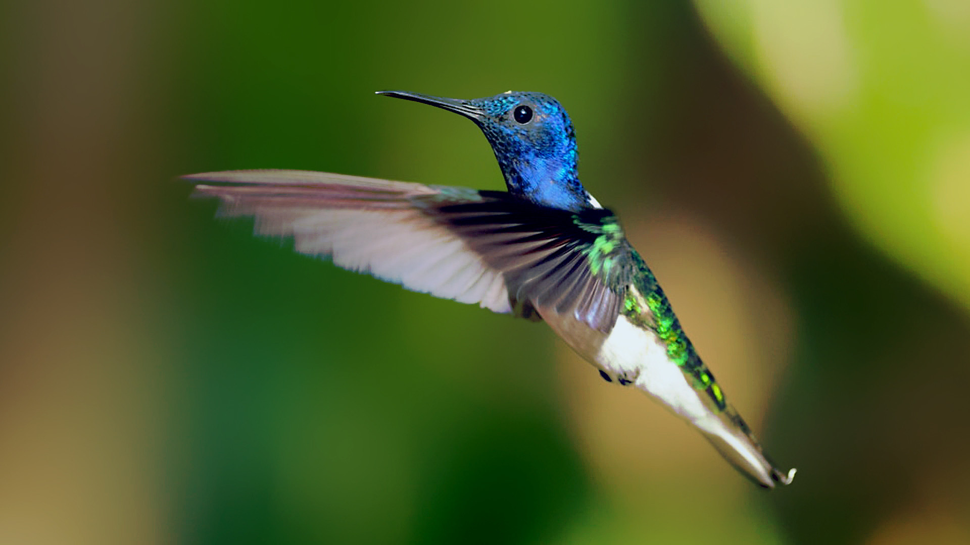 Secrets of Our Living Planet Background