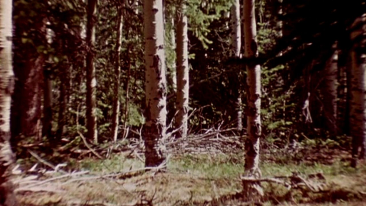 The Wold-Shadow Background